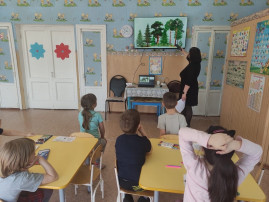 Хвойные красавицы Хвойные красавицы.